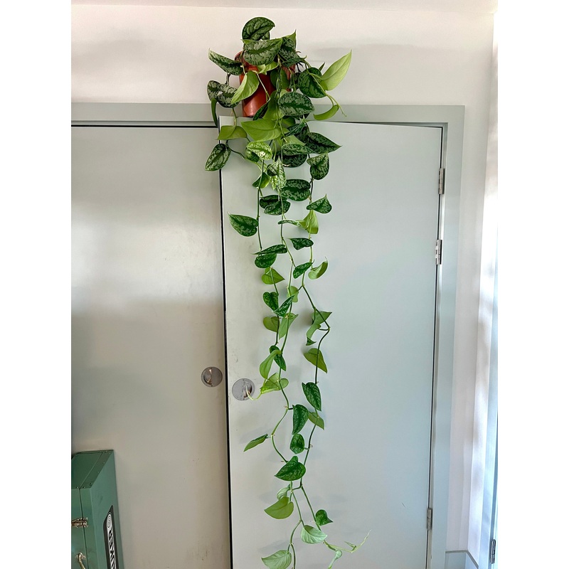 240cm Scindapsus Pictus (Satin Pothos Devils Ivy)