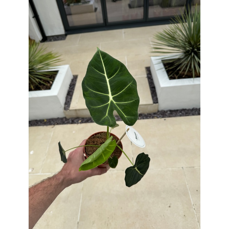 25cm Alocasia Frydek