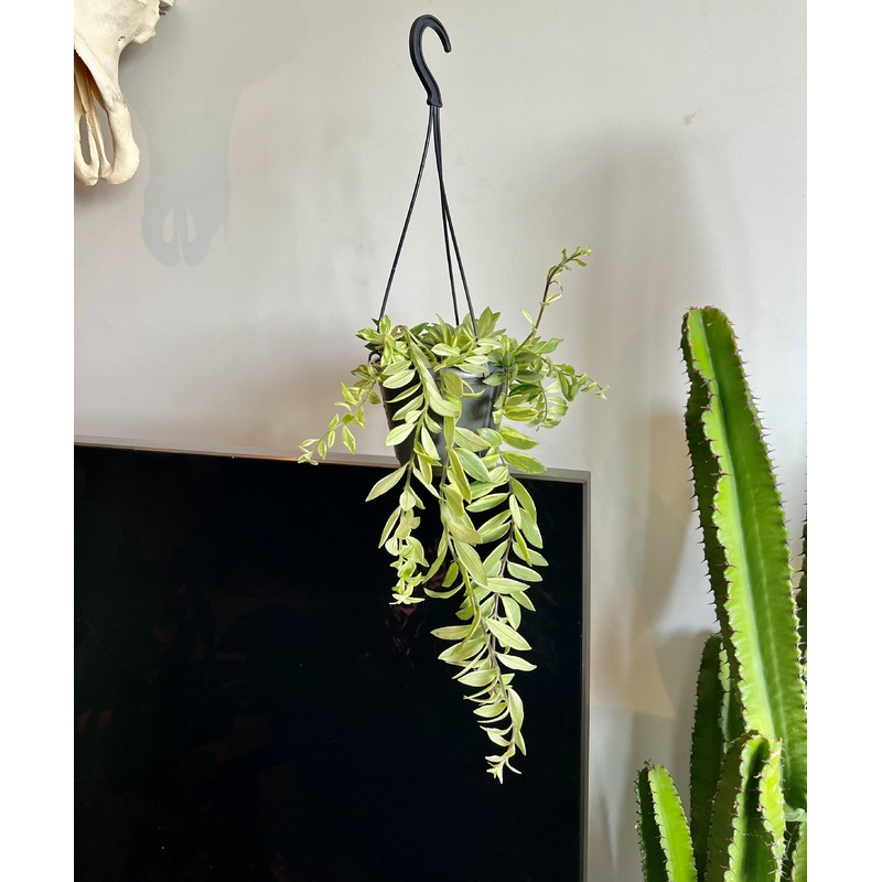 30cm Aeschynanthus Variegated