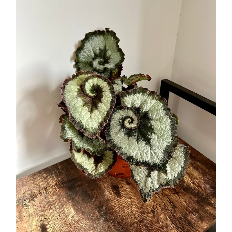 30cm Begonia Escargot