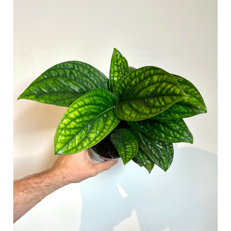30cm Epipremnum Marble Plant (Devils Ivy)