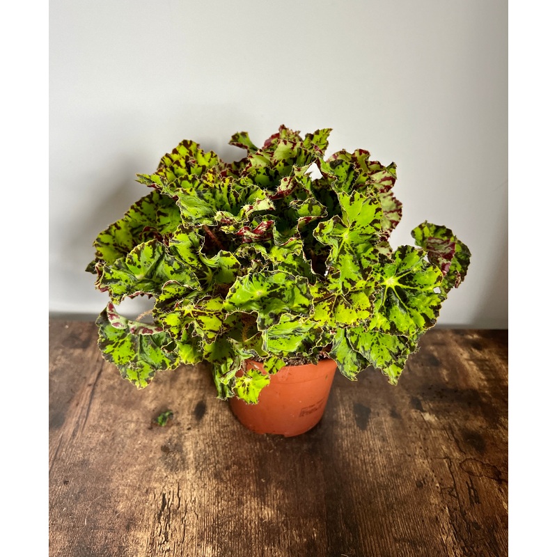 30cm Green Begonia Magic Colour