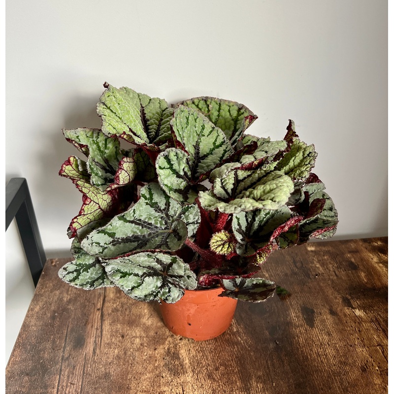 30cm Green / Red Begonia Magic Colour