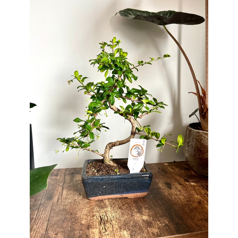 30cm Mixed Bonsai Trees