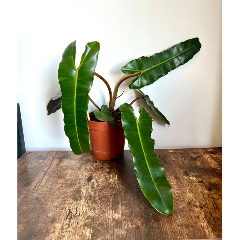 30cm Philodendron Billietiae x Atabapoense