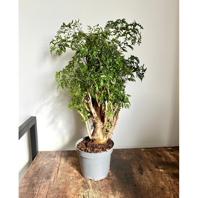 30cm Polyscias