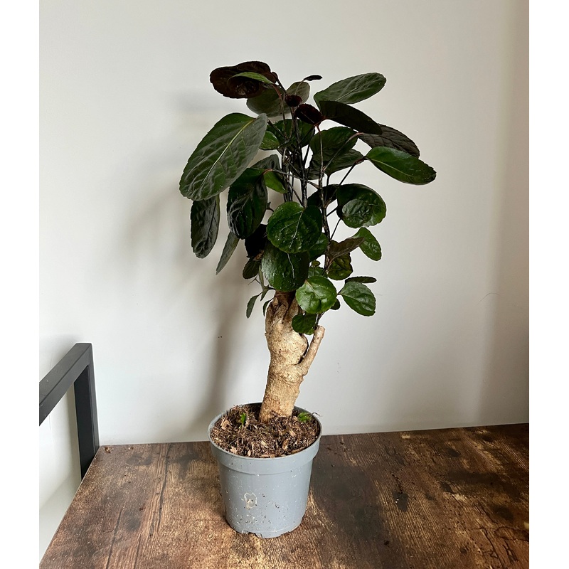 30cm Polyscias Fabian