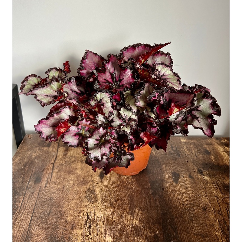 30cm Red Begonia Magic Colour