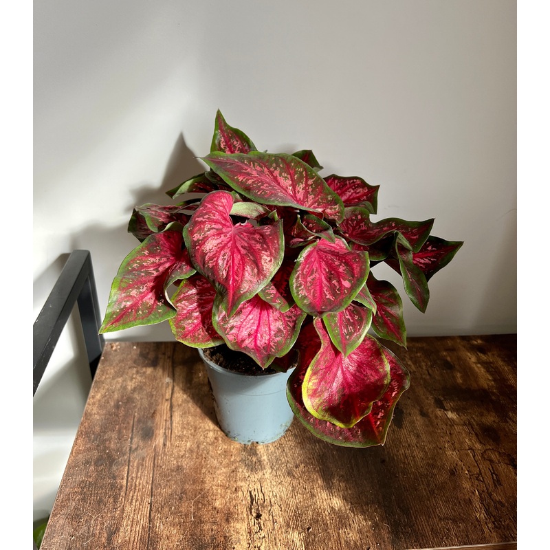 30cm Red Caladium
