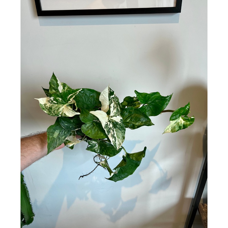 30cm Syngonium Albo Variegated