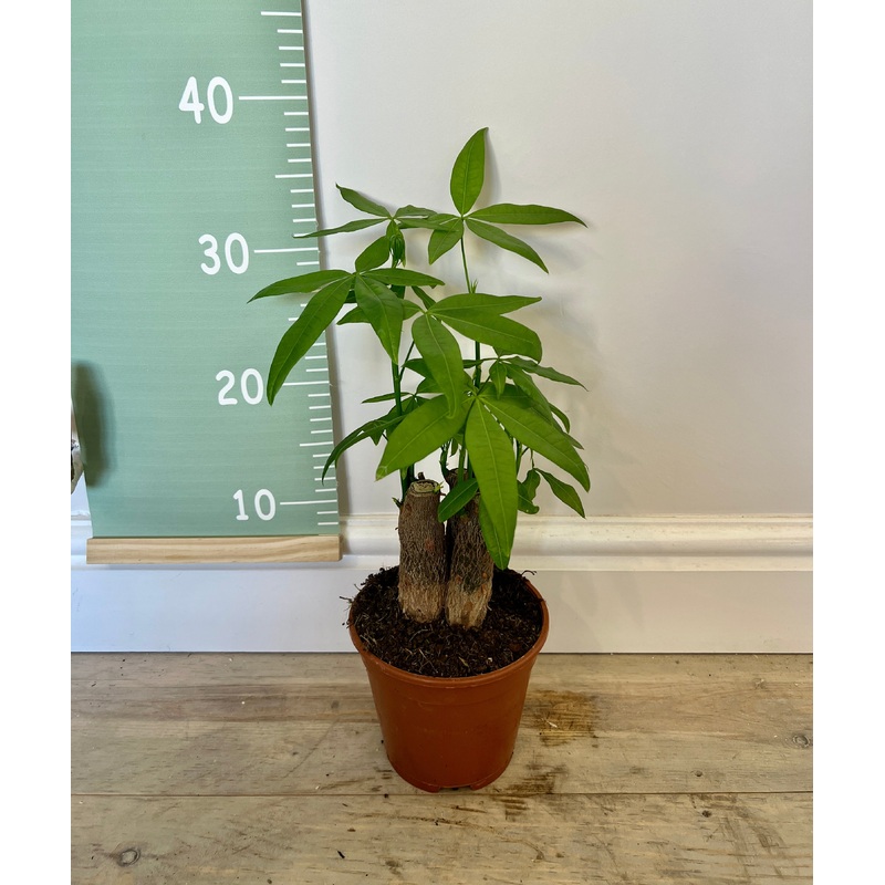 35cm Pachira Aquatica Tree