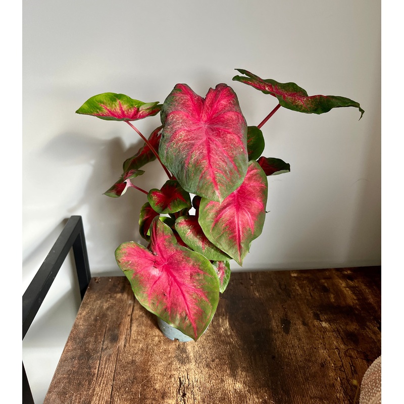 35cm Red / Green Caladium