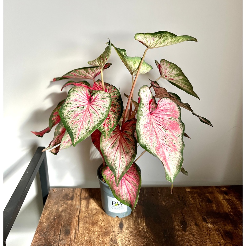 35cm Red / White / Green Caladium