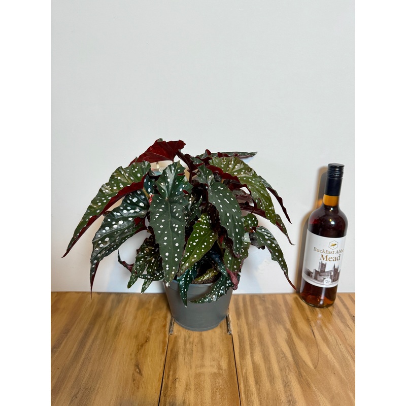 40cm Begonia Maculata Dark Form (Polka Dot Plant)