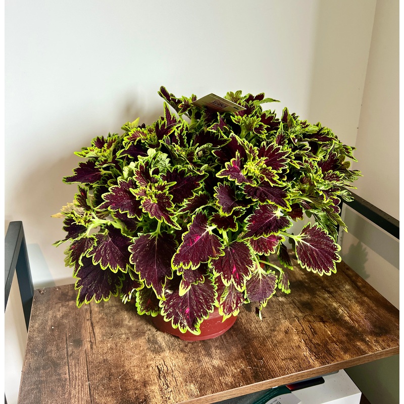40cm Coleus freaky leaves