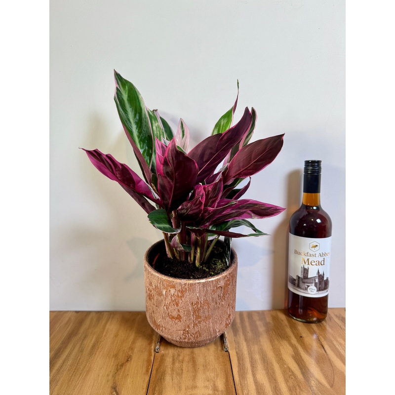 50cm Stromanthe Triostar