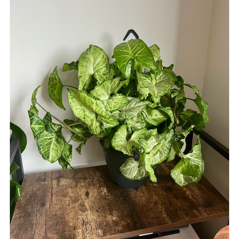 50cm Syngonium White Butterfly