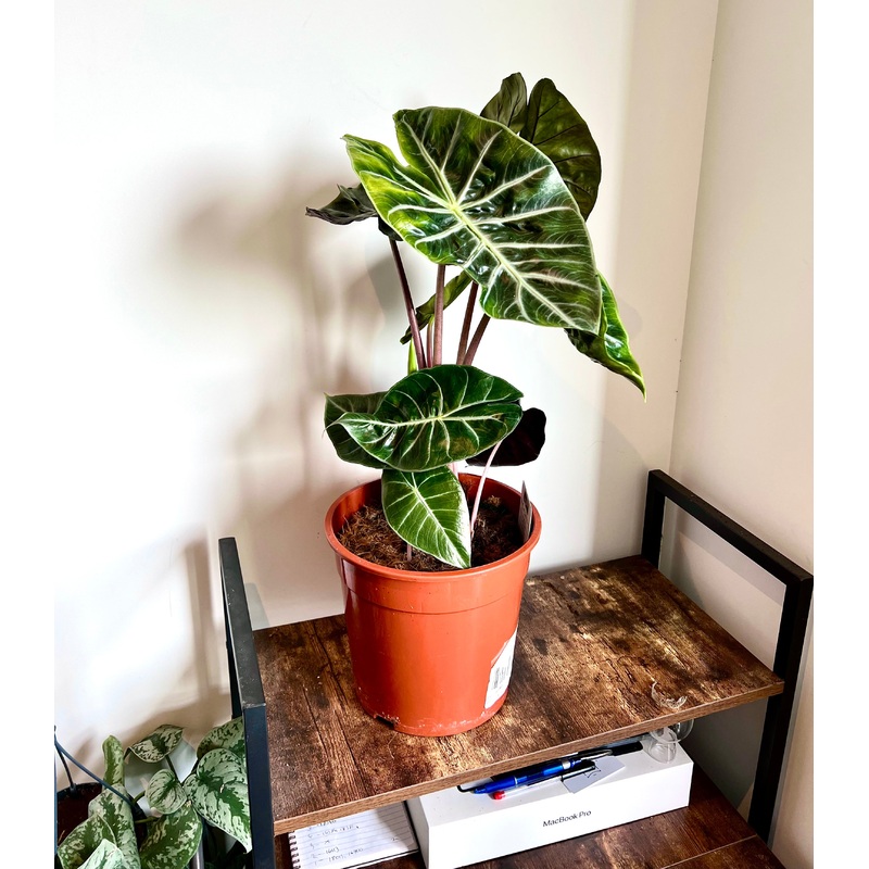 60cm Alocasia Napoli Nights