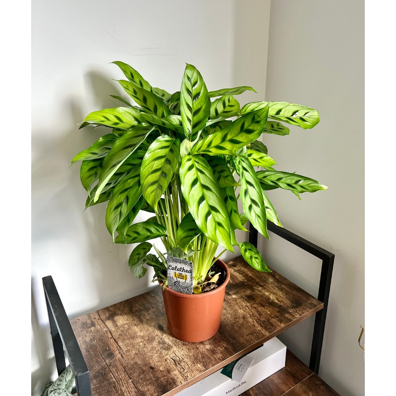 60cm Calathea Leopardina (Leopard Peacock Plant)