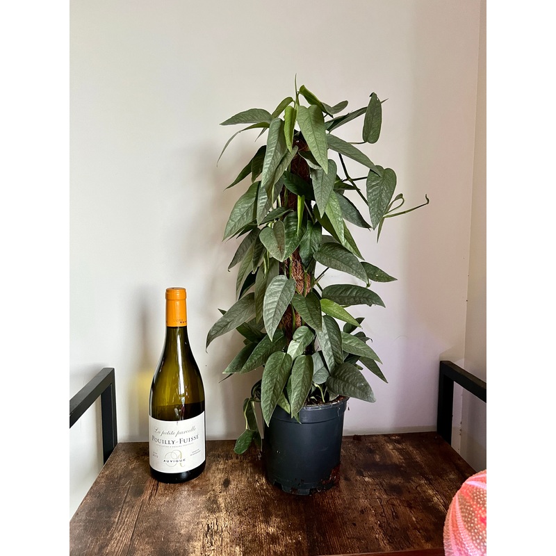 60cm Epipremnum Cebu Blue
