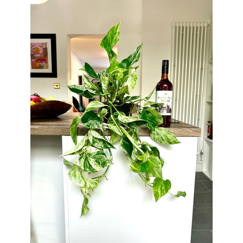 60cm Epipremnum Marble Queen (Devils Ivy)