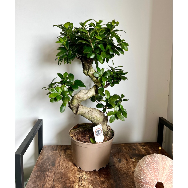 60cm Ficus Ginseng Bonsai Tree