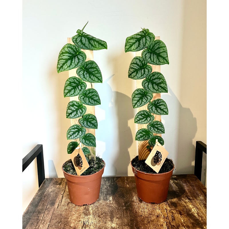 60cm Monstera Dubia