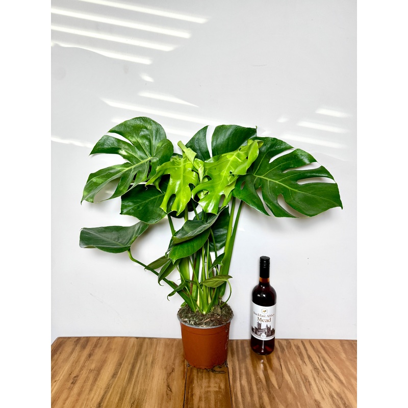 60cm Swiss Cheese Plant (Monstera Deliciosa)