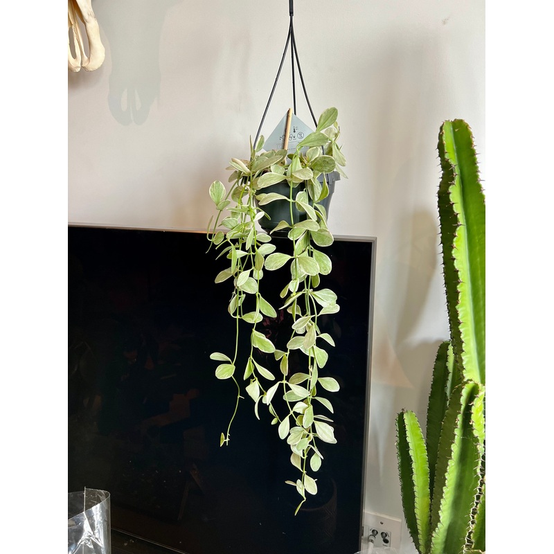 60cm Variegated Hanging Dischidia (String of Nickels)