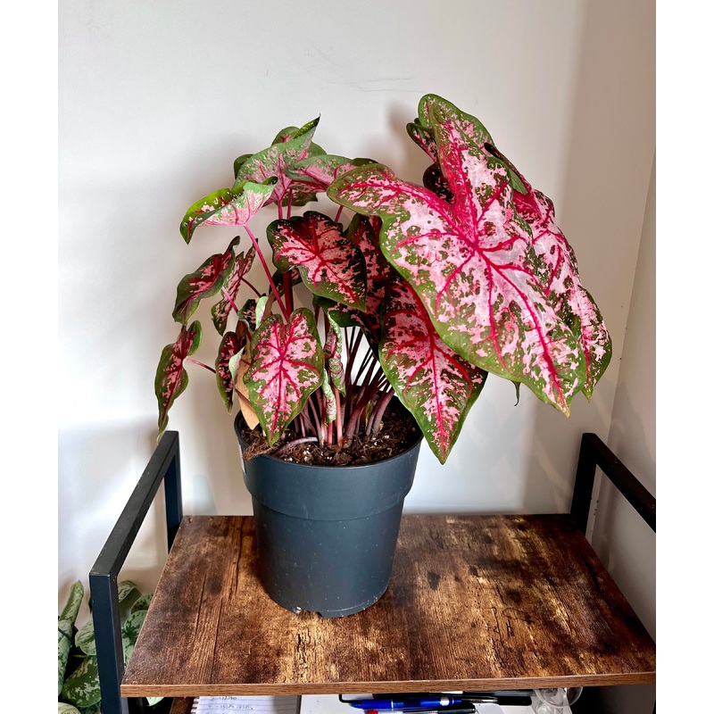 65cm Carolyn Wharton Caladium