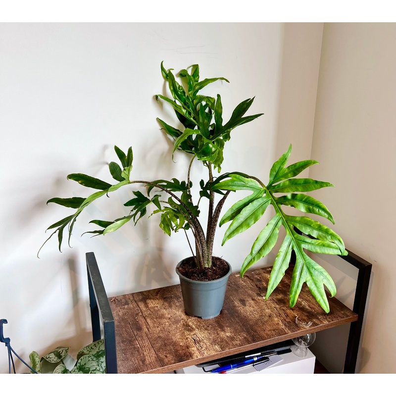 70cm Alocasia Brancifolia Pink Passion