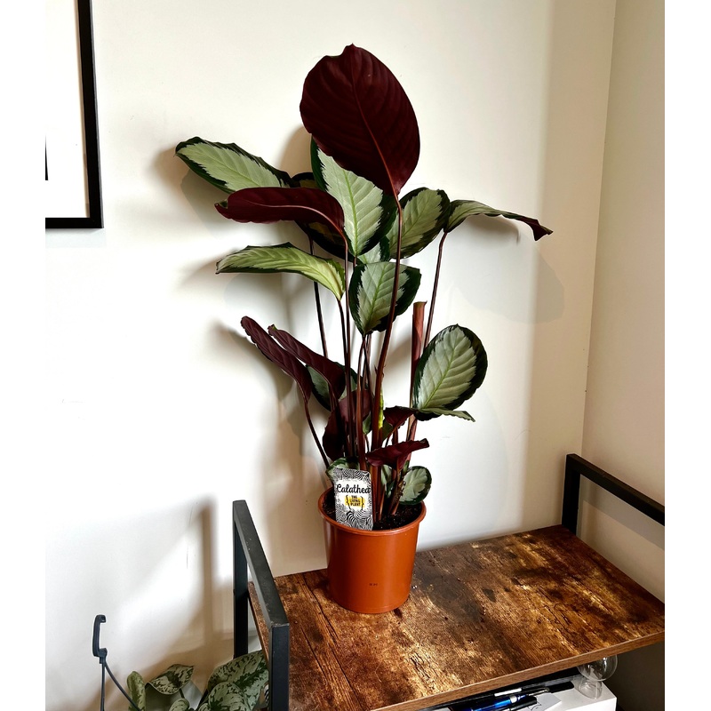 70cm Calathea Argentea (Peacock Plant)