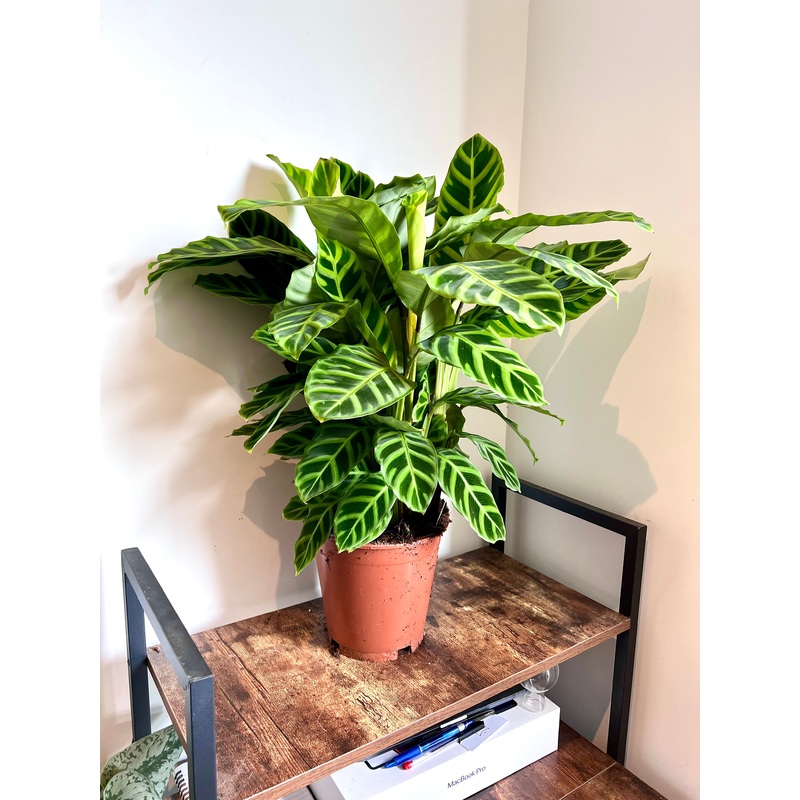 70cm Calathea Zebrina (Zebra Peacock Plant)