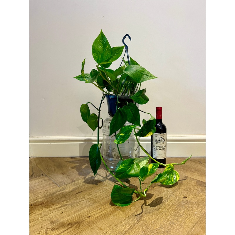 70cm Epipremnum Aureum (Devils Ivy)