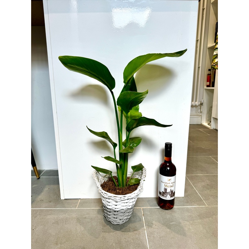70cm Strelitzia Nicolai in Basket (Bird of Paradise)