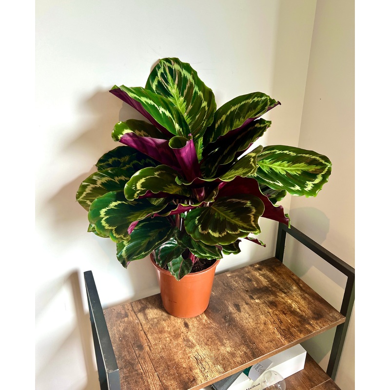 75cm Calathea Medallion (Medallion Peacock Plant)