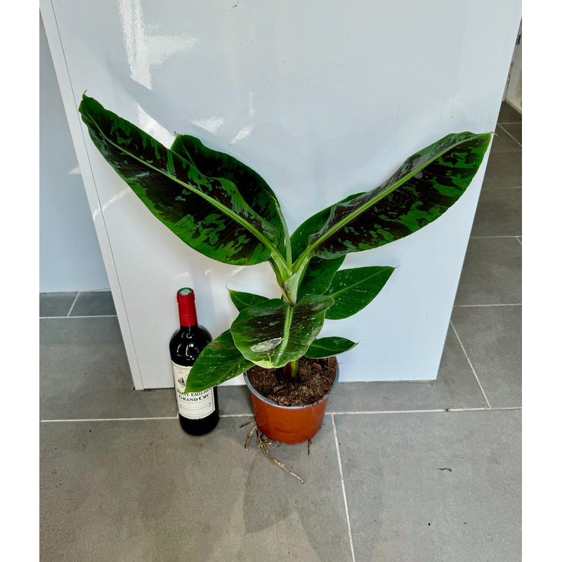 75cm Musa Cavendish (Banana Plant)