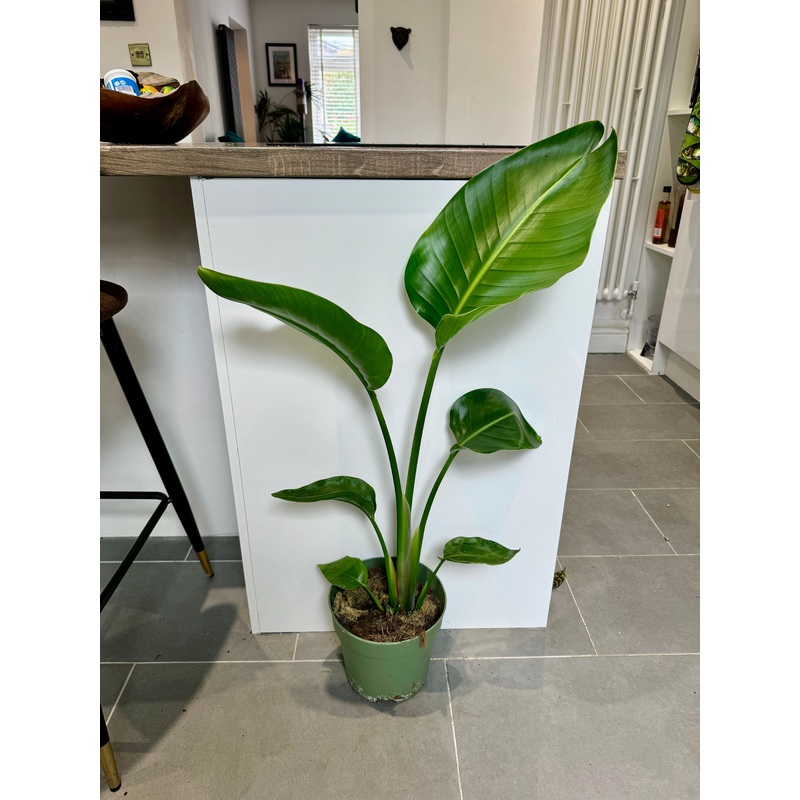 75cm Strelitzia Nicolai (Bird of Paradise)