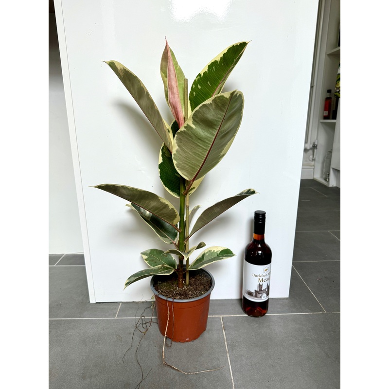 75cm Variegated Ficus Elastica (Rubber Tree)