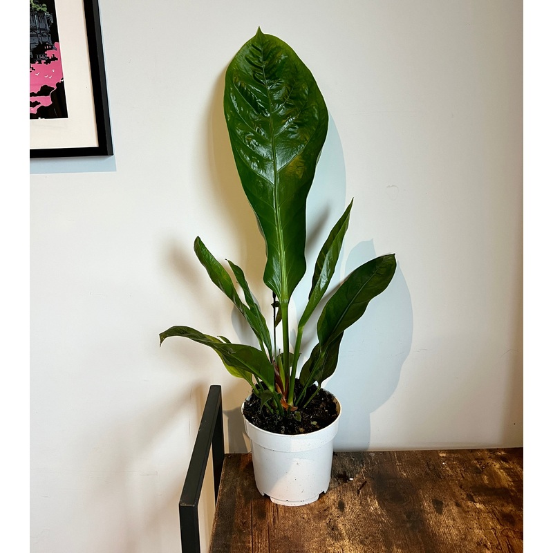 80cm Anthurium Jungle Bush