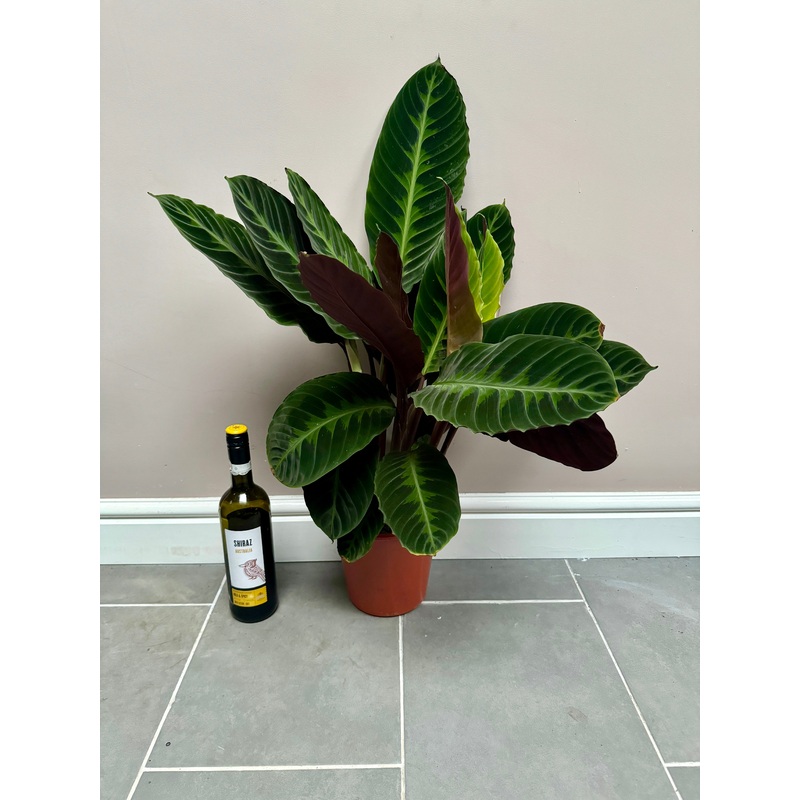 80cm Calathea Warscewiczii