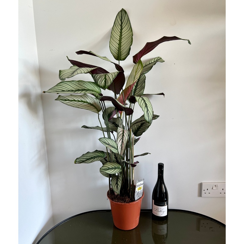 80cm Calathea White Star