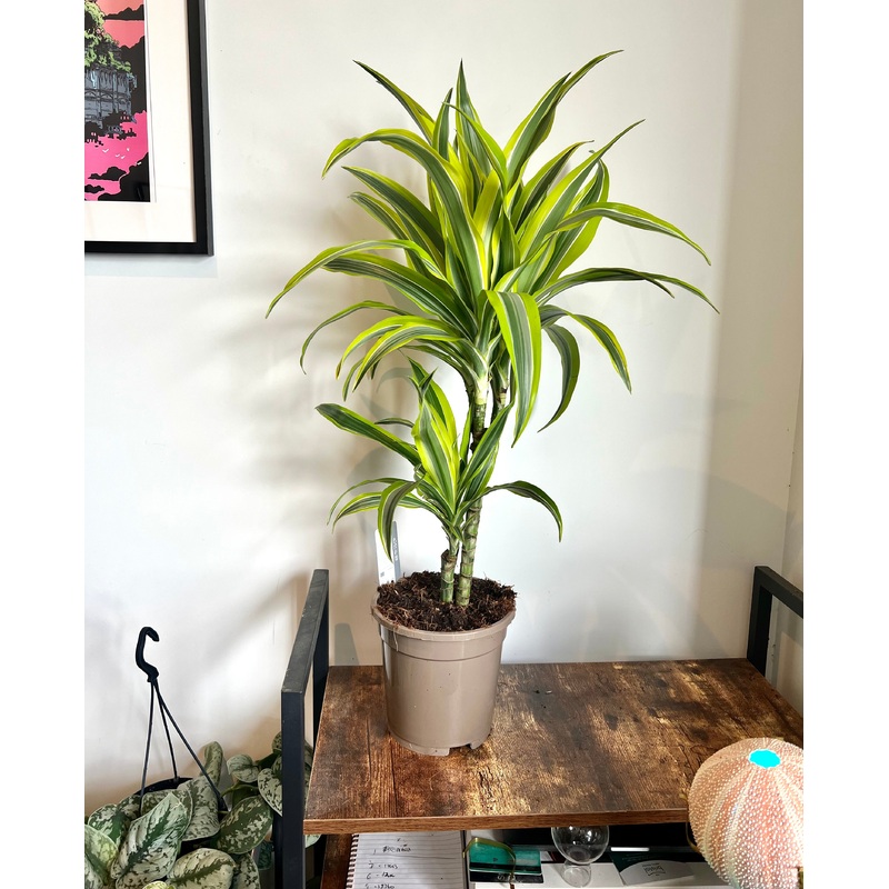 80cm Dracena Lemon Lime (Dragon Tree)