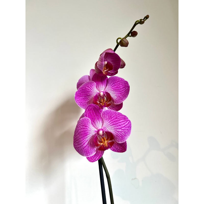 80cm Pink Orchid