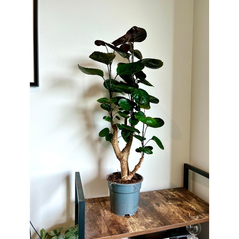 80cm Polyscias Fabian Tree (Ming Aralia)