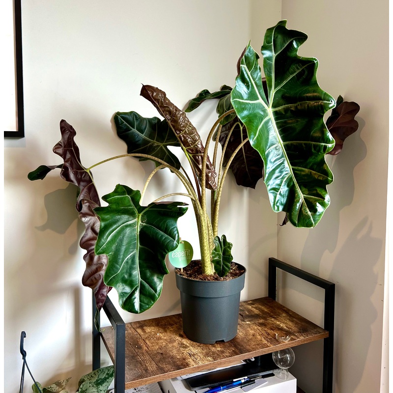 90cm Alocasia Sanderiana