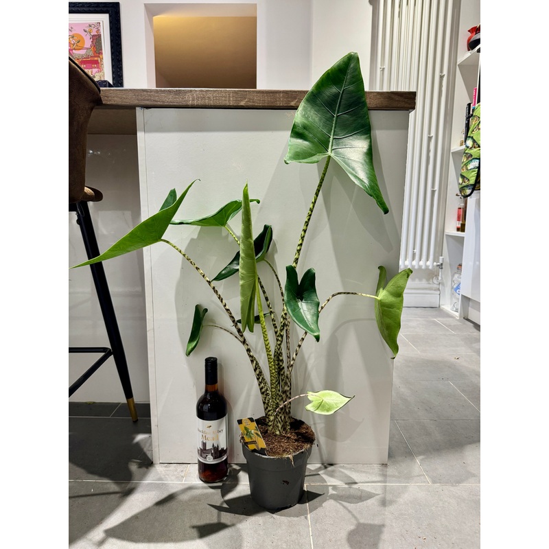 90cm Alocasia Zebrina