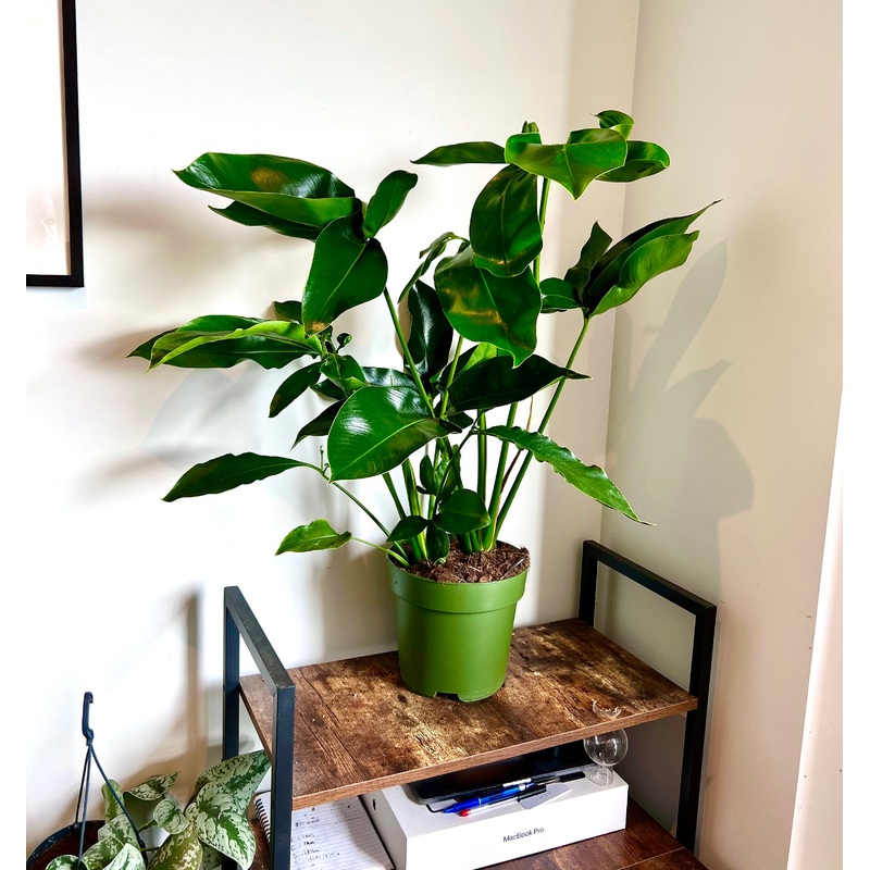 90cm Philodendron Green Wonder