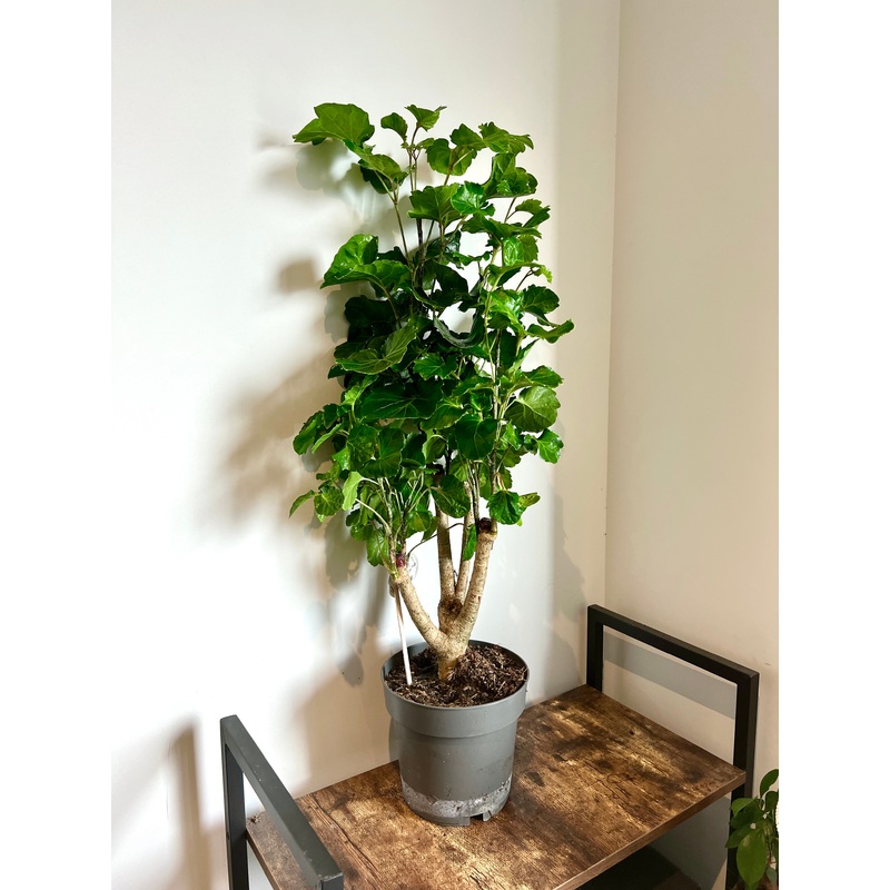 90cm Polyscias Fabian Tree