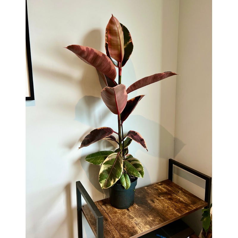 90cm Red Variegated Ficus Elastica Rubber Tree House Plant